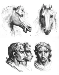 Somiglianze tra le teste di un cavallo e di un uomo, da 